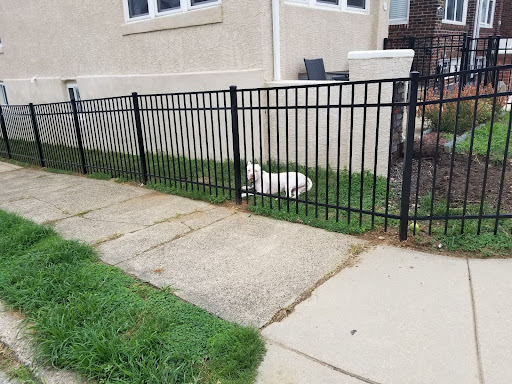 dog behind aluminum fence