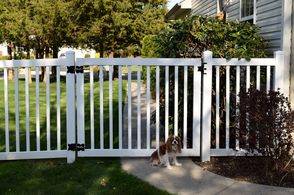small dog sitting in front of a white vinyl fence
